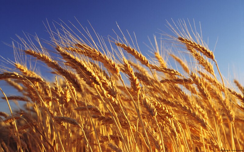 wheat-grain (1).jpg