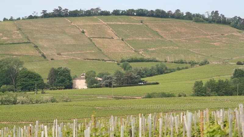 Beaujolais Wine Region Vineyard.JPG
