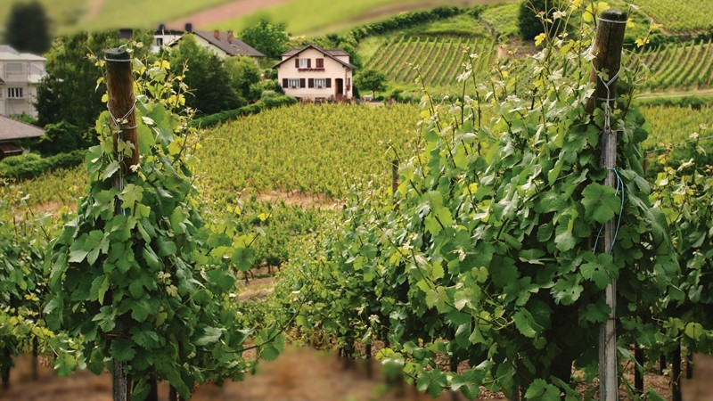 Vineyard Terroir.JPG