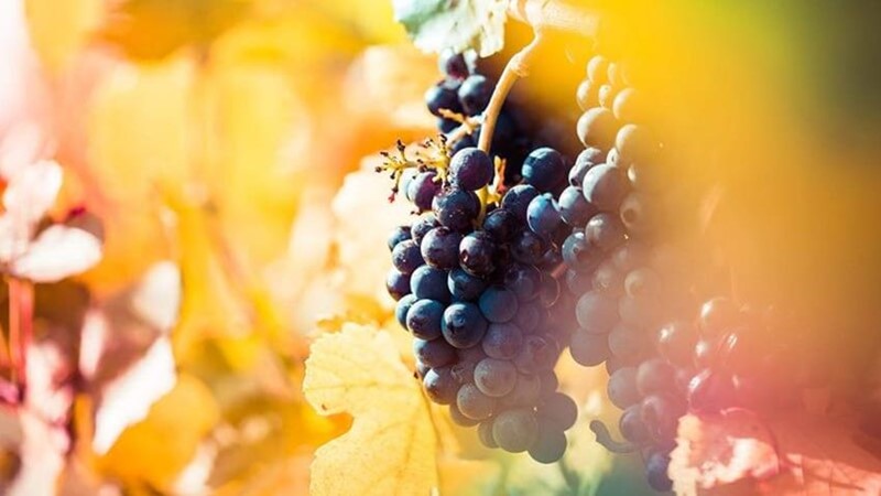 colourful-wine.jpg