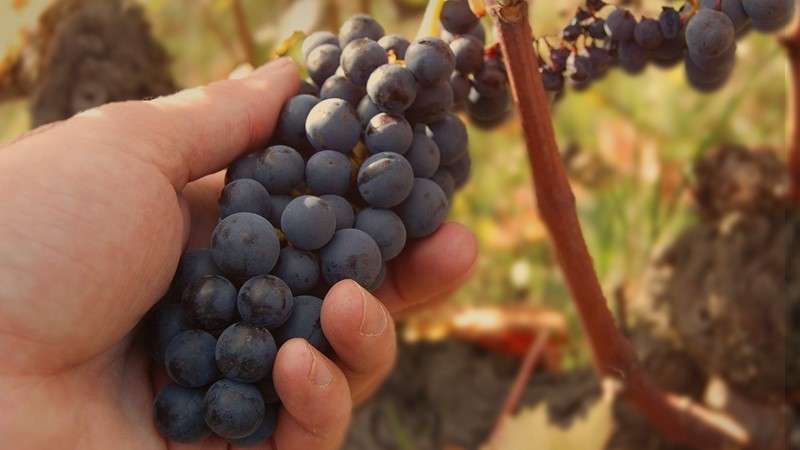 Beaujolais region Gamay.JPG