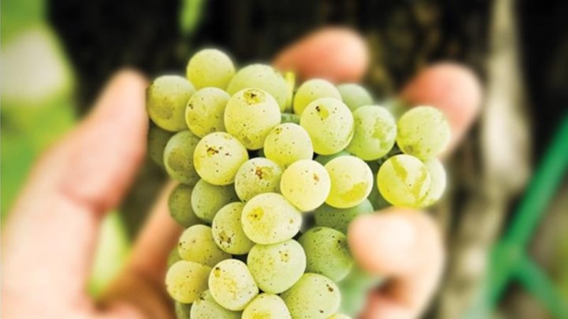 sauvignon-blanc-grapes.jpg
