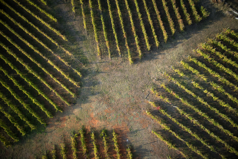 The Shape Of A Vineyard.jpg