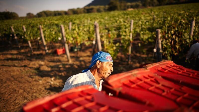 San Salvatore Wine Making.JPG