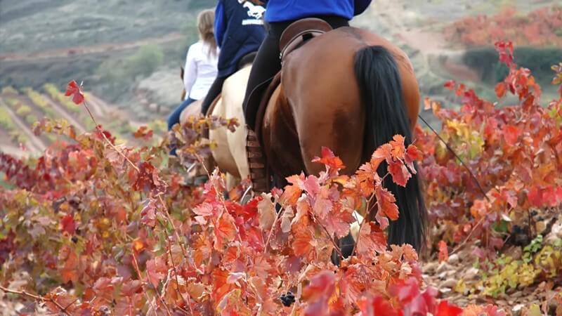 Don Jacobo Vineyard.JPG