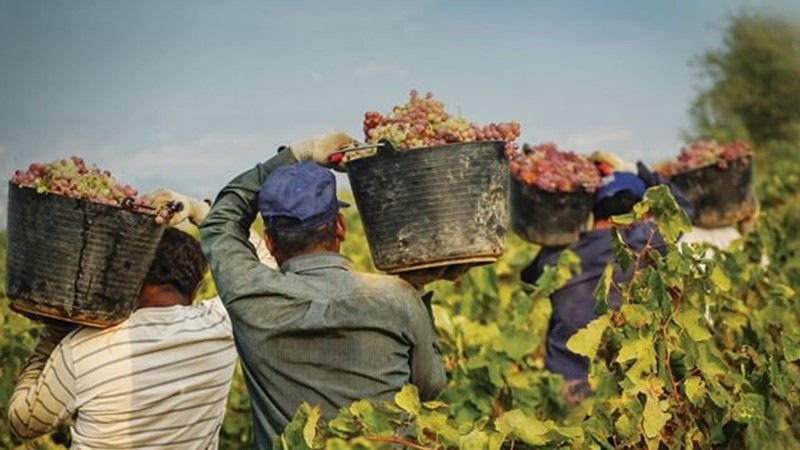 Spanish Winemaking.JPG (1).jpg