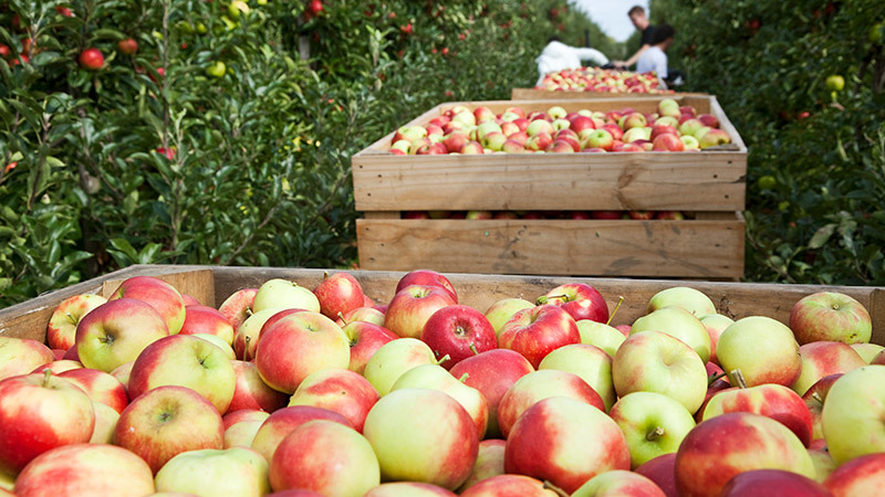 how-is-cider-made.jpg