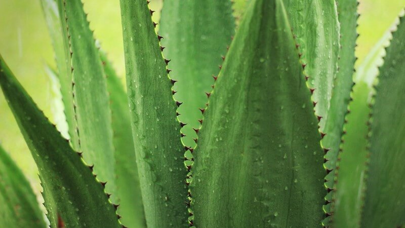 Agave Tequila Plant.jpg