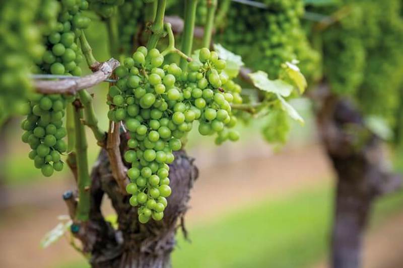 Wine Grapes on Vine.JPG