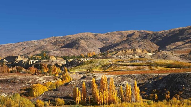 New Zealand Vineyard.JPG