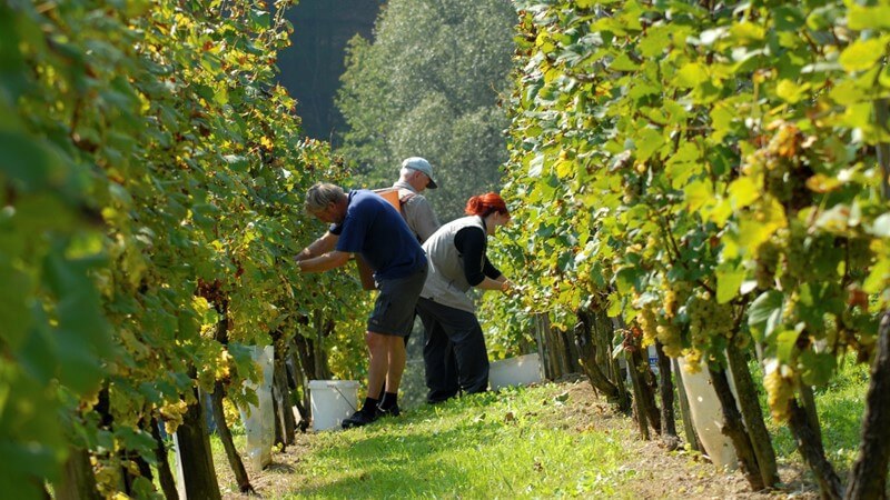 Grape Harvest.JPG