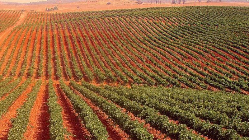 Quinta das Arcas Vineyard.JPG