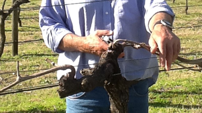 Pruning Vines.JPG