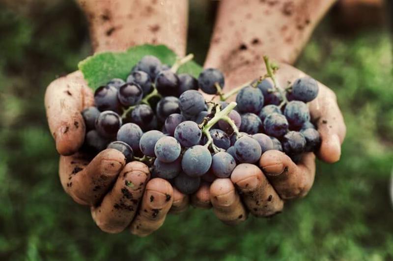 Grapes In Hand.JPG